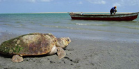 Ilha do Guajirú - The ecological paradise!