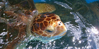 Ilha do Guajirú - The ecological paradise!