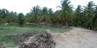 Ilha do Guajirú - The ecological paradise!