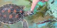 Ilha do Guajirú - The ecological paradise!