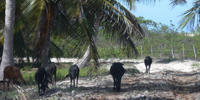 Ilha do Guajirú - The ecological paradise!