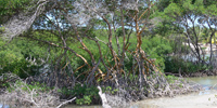 Ilha do Guajirú - The ecological paradise!