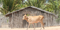 Ilha do Guajirú - The ecological paradise!