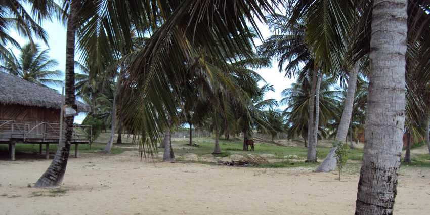 Ilha do Guajirú - The ecological paradise!