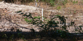 Ilha do Guajirú - The ecological paradise!